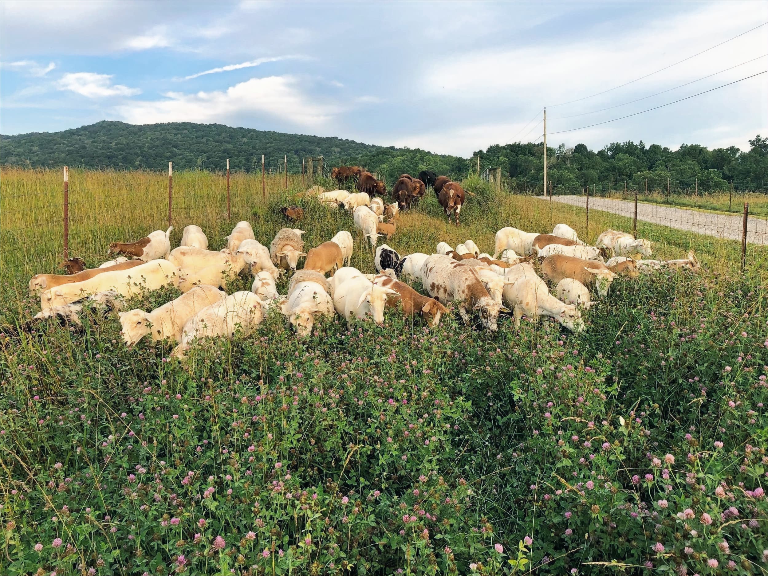 Sheep flock grazing in a clover field along a fence line