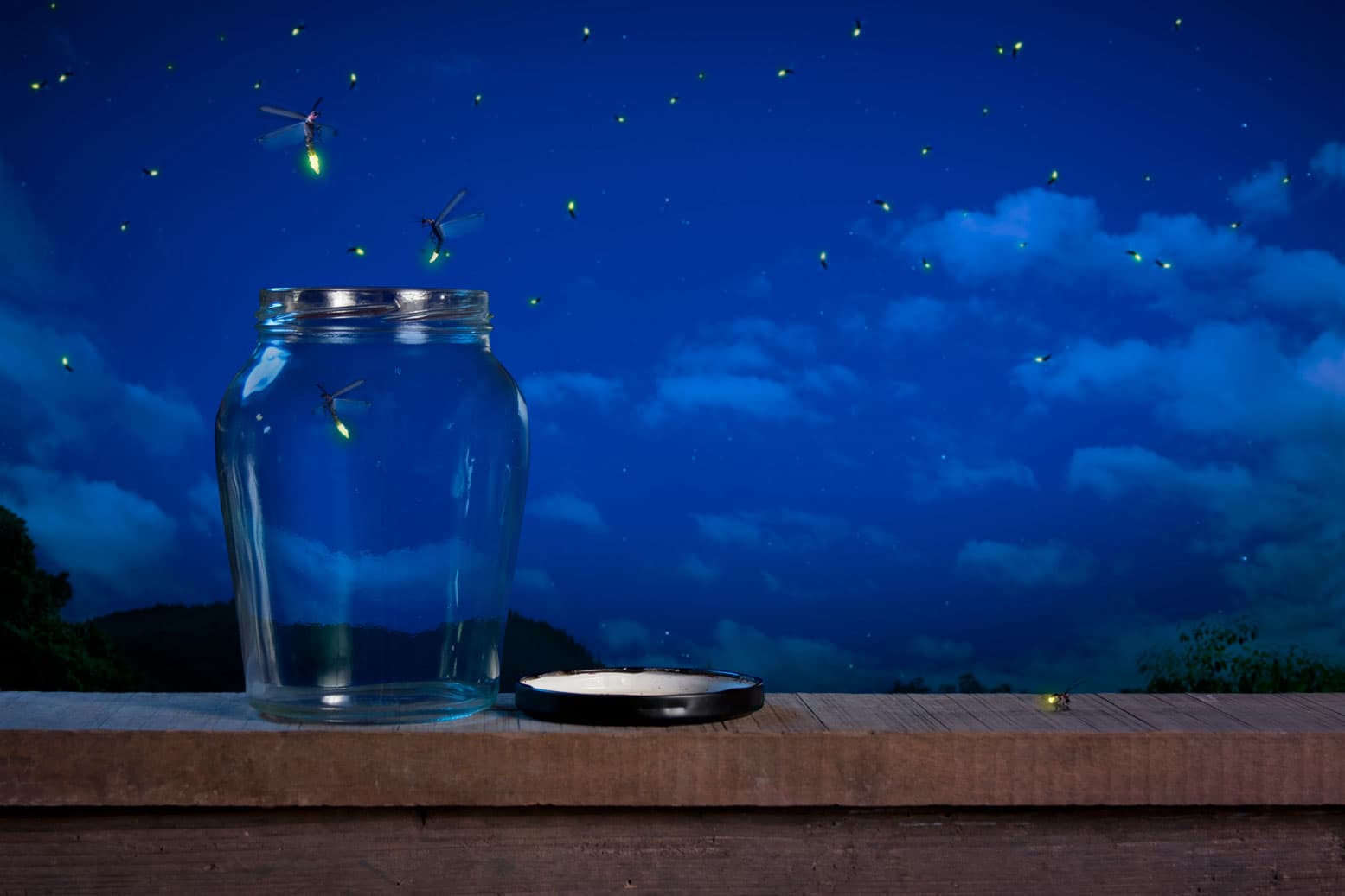 From a Lightning Bug’s Point of View